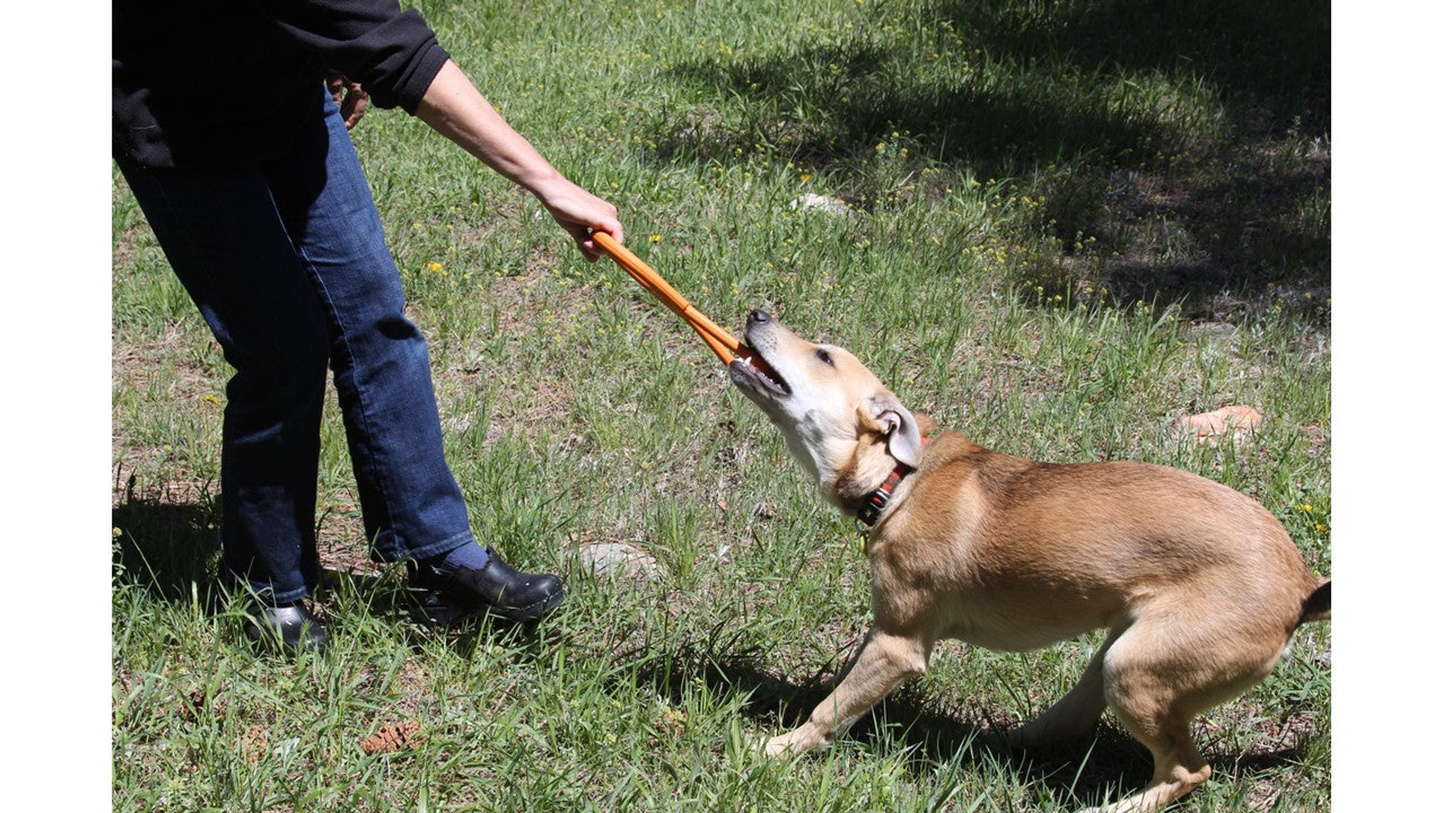 SodaPup Rubber Tug Toy - 12"x5"