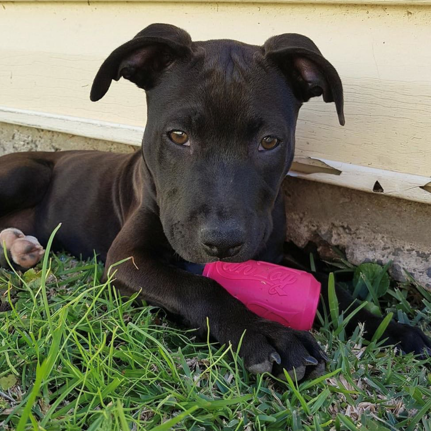 Puppy Can Toy Durable Rubber Treat Dispenser For Teething Pups