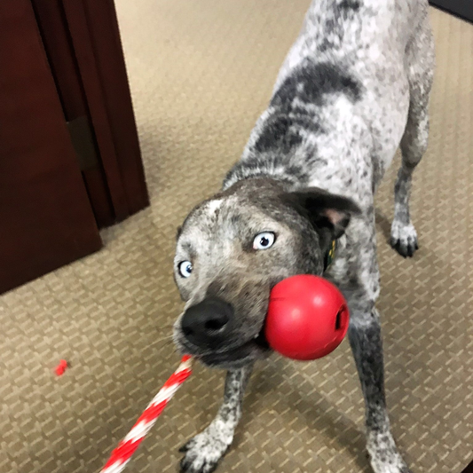 USA-K9  Bomb Treat, Tug & Chew Toy