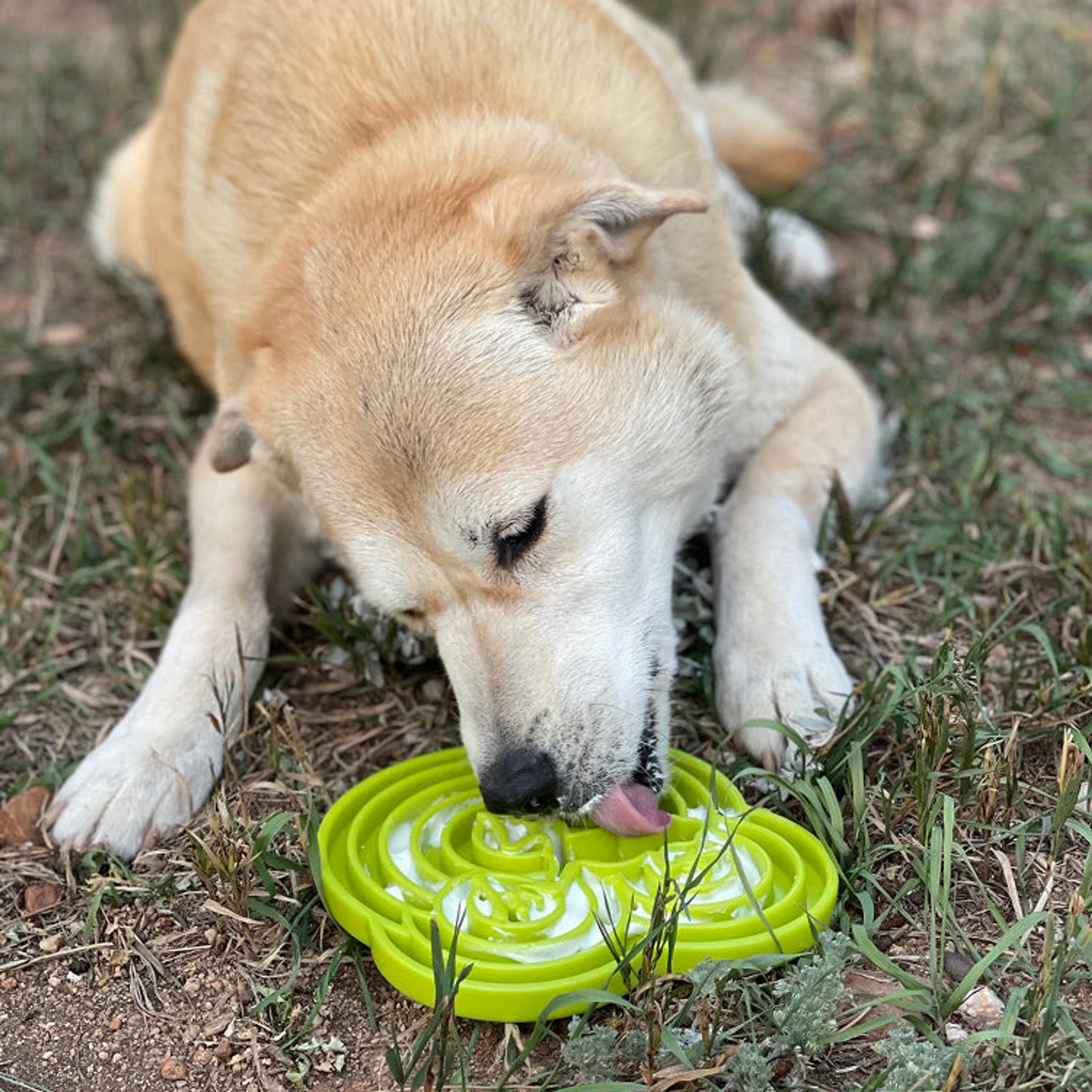 SodaPup Frog Enrichment Tray - 8"